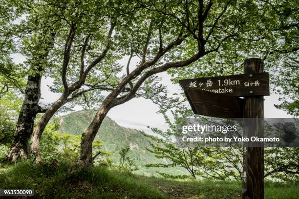 mountain top of usugatake and trees of white azalea and hikigatake - climbing a white mountain stockfoto's en -beelden