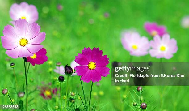 cosmos field - yongin stock pictures, royalty-free photos & images