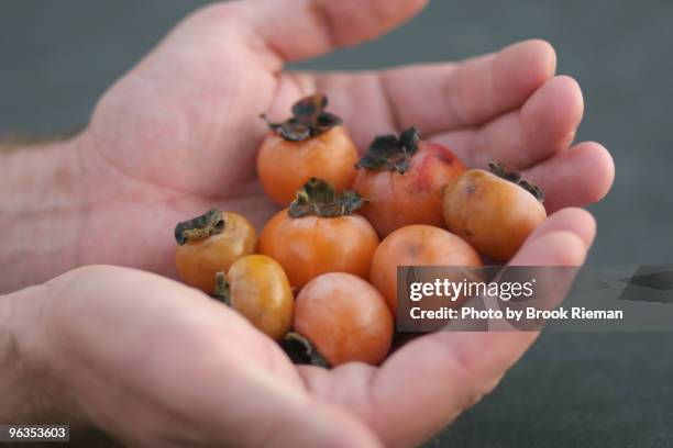 persimmons in hand - persimone stock-fotos und bilder