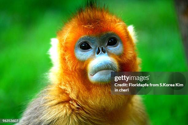 golden monkey - yongin stock pictures, royalty-free photos & images