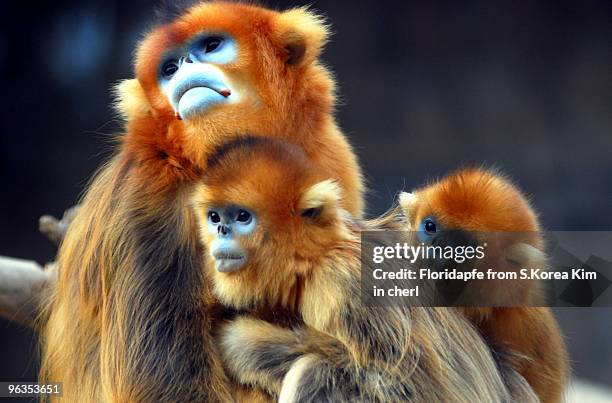 golden snub nosed monkey - yongin stock pictures, royalty-free photos & images