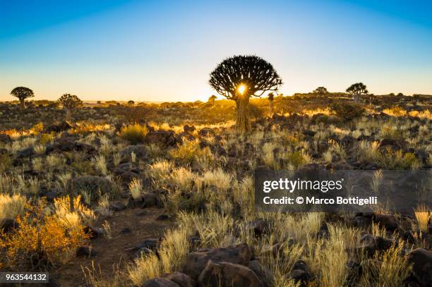 quiver tree forest at sunset, namibia - quivertree forest stockfoto's en -beelden