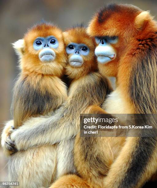 golden monkey - yongin stock pictures, royalty-free photos & images