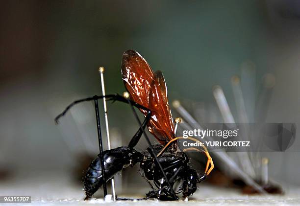 Pompilus Rufipes 1,011 National Institute Of Biodiversity Stock Photos, High-Res ...