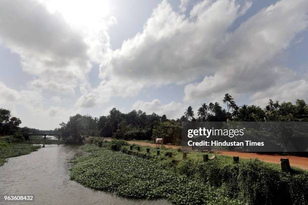 Clouds hovering over Punchakkari near Vellayani lake on May 29, 2018 in Thiruvananthapuram, India. The south-west monsoon arrived in Kerala and Tamil...