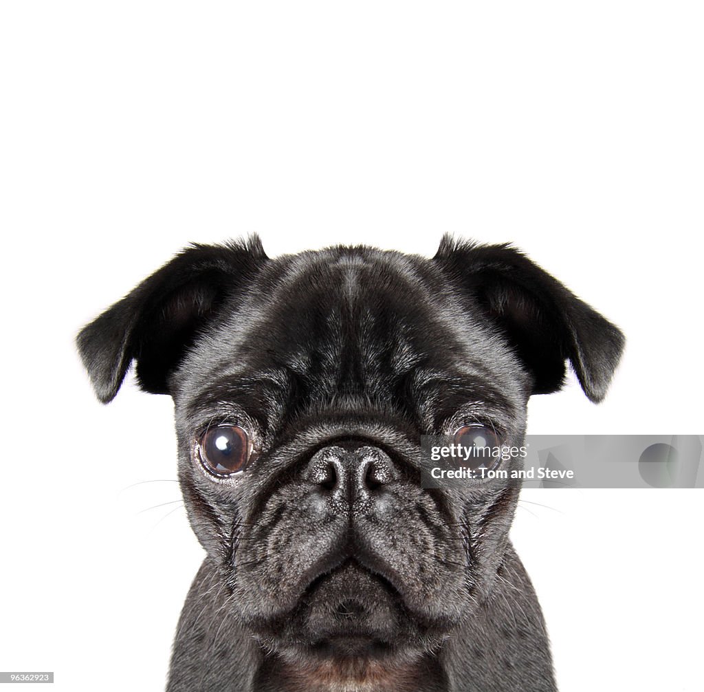 Black Pug Close Up Portrait
