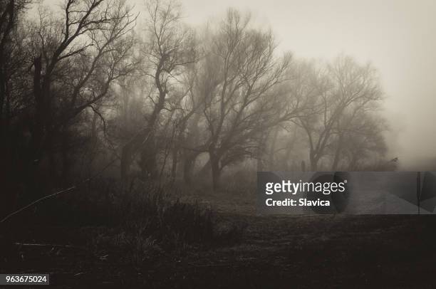 paesaggio invernale spettrale scuro - nebbia foto e immagini stock
