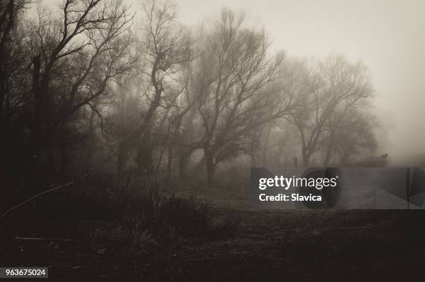 dark spooky winter landscape - nature morte imagens e fotografias de stock