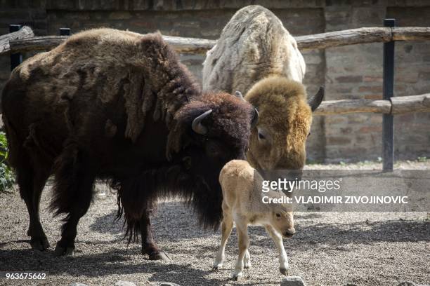 An American bison calf stands next to its parents, two days after she was born in Belgrade zoo, on May 30, 2018. - Dusanka was born on May 30, the...
