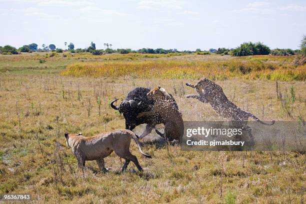 Cat Fight High-Res Stock Photo