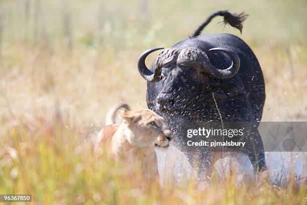 relentless enemies - buffalo stock pictures, royalty-free photos & images