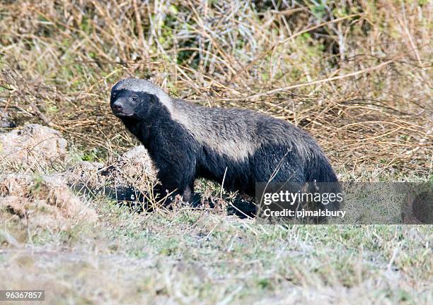 honey badger - honey badger stock pictures, royalty-free photos & images