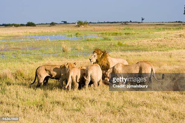 lions ein mittagessen - löwenrudel stock-fotos und bilder