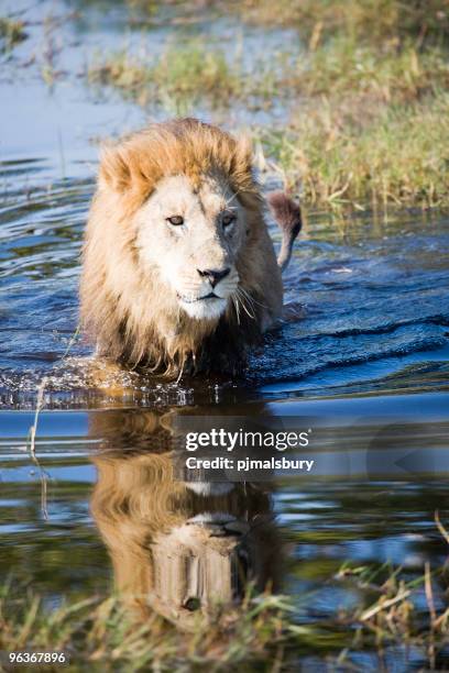 vadear macho leão - okavango delta imagens e fotografias de stock