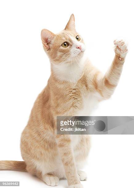 gelbe katzenjunges - crouching cat stock-fotos und bilder