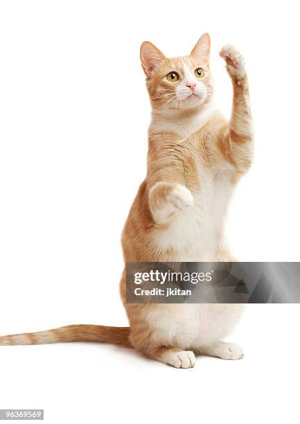 yellow kitten - cat sitting stock pictures, royalty-free photos & images
