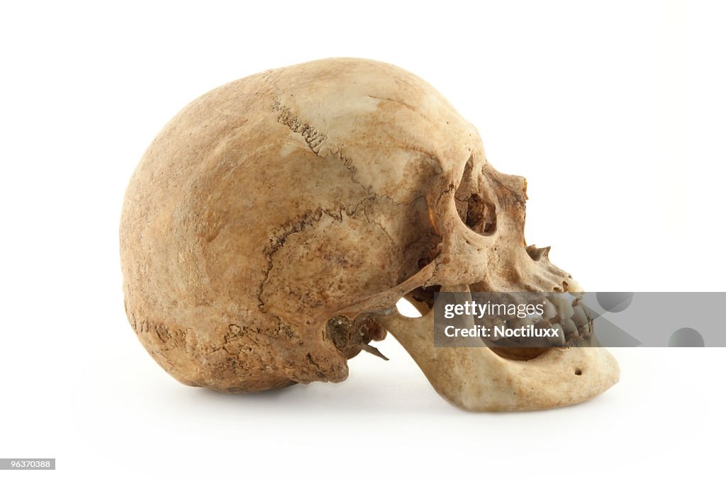 Echter menschlicher Schädel Profil