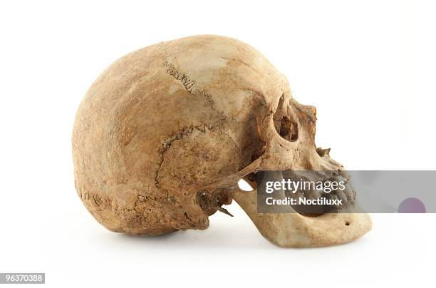 real human skull profile - early man stock pictures, royalty-free photos & images