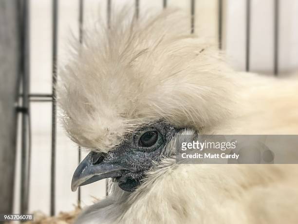 Silkie hen displayed for judging is pictured on the opening day of the Royal Bath and West Show at the Royal Bath and West Showground near Shepton...