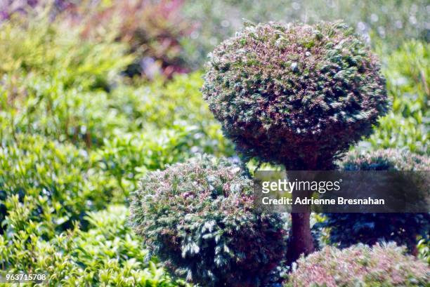 tiny topiary in an outdoor garden - boxwood stock pictures, royalty-free photos & images