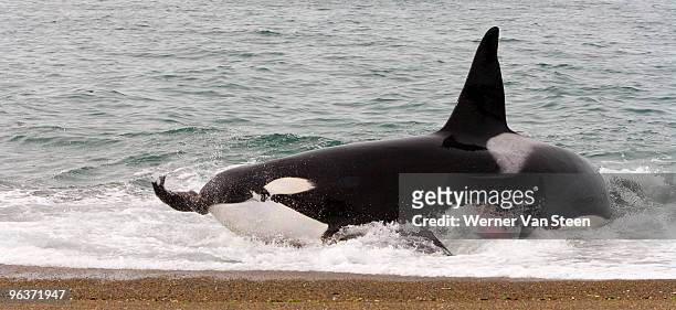 orca (orcinus orca) catching sea lion - predator foto e immagini stock