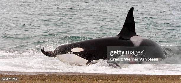 orca (orcinus orca) catching sea lion - killer whale stock pictures, royalty-free photos & images