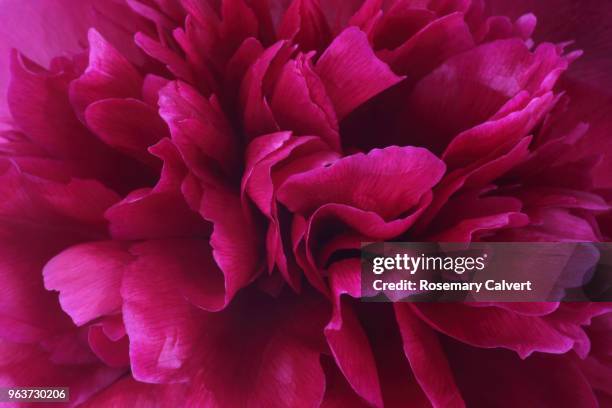 vibrant deep pink petals at centre of peony flower. - peony foto e immagini stock
