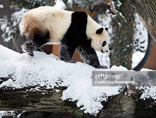 Giant panda bear Tai Shan walks across a snow-covered log at the Smithsonian National Zoological Park February 3, 2010 in Washington, DC. Wednesday...