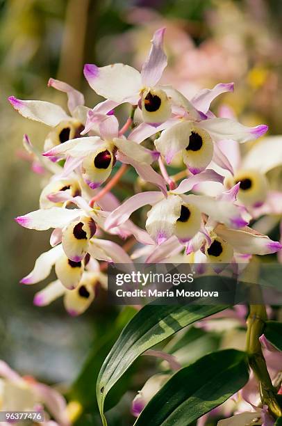 blossoming dendrobium nobile orchid plant - nobile stock pictures, royalty-free photos & images