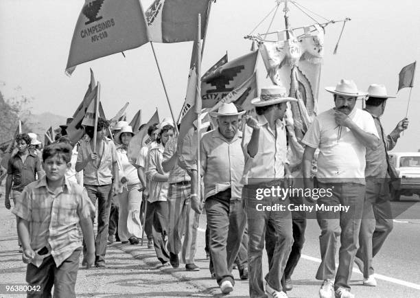 Protesters and supporters march during the United Farm Workers' 1,000 Mile March in California, summer 1975. The march was a 59 day trek organized by...