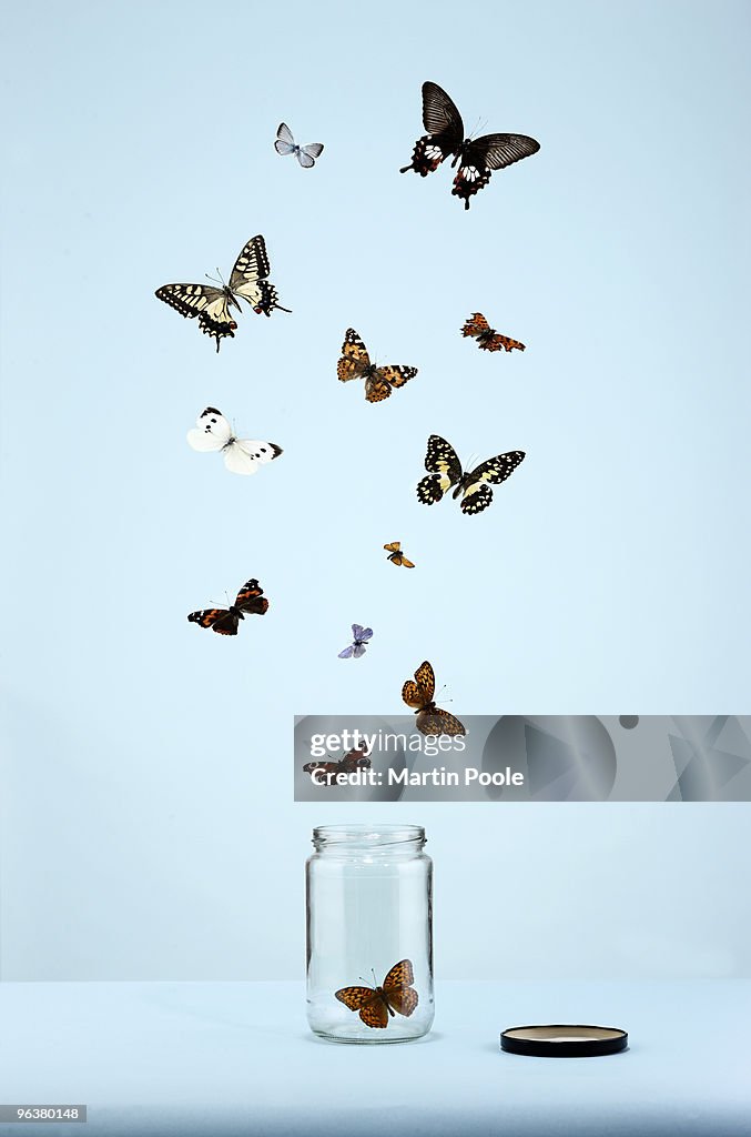Butterflies escaping from jar