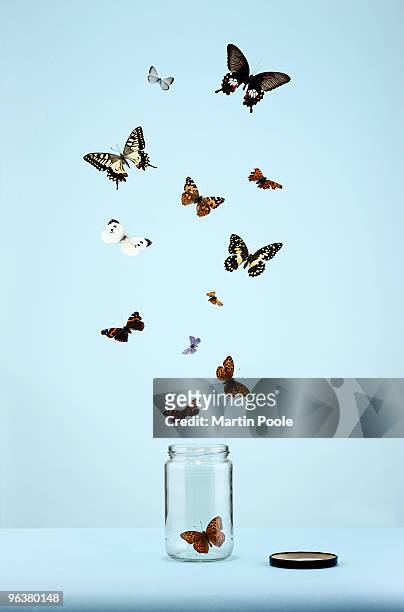butterflies escaping from jar - freiheit stock-fotos und bilder