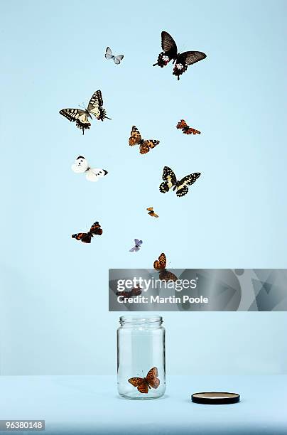 butterflies escaping from jar - schubvleugelige stockfoto's en -beelden