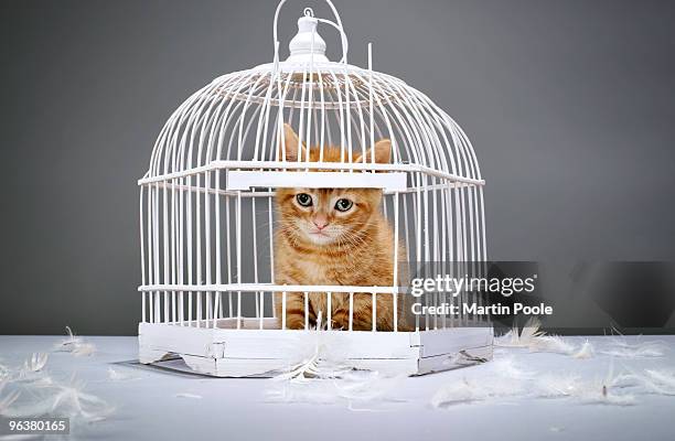 cat in birdcage with feathers all around - martin poole stock pictures, royalty-free photos & images