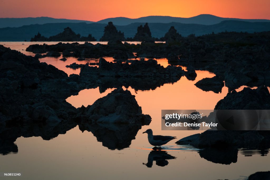 Mono Lake Old Marina sunrise