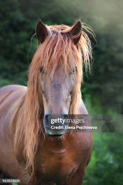 portrait of a horse - macedonia country stock pictures, royalty-free photos & images