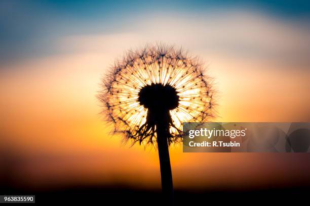 dandelion flower fused with sunset looking like a bulb - gold stamens photos et images de collection