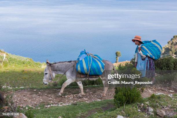 women with a mule at isla del sol (island of the sun), lake titicaca, bolivia. - bags donkey stock pictures, royalty-free photos & images