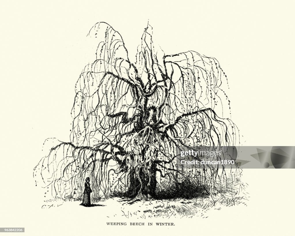 Natural History, Trees, weeping beech, Fagus sylvatica, in winter