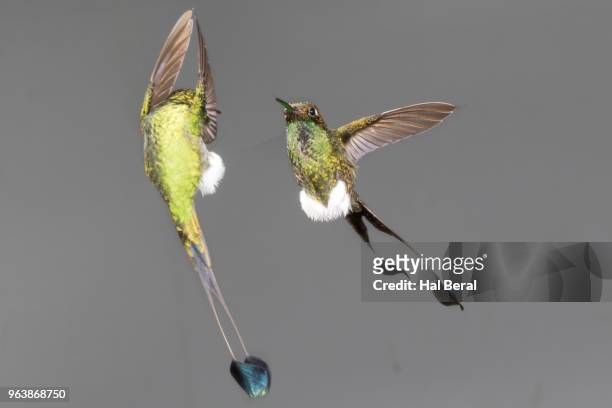 pair of booted rackettail hummingbird males flying - halbergman or hal bergman stockfoto's en -beelden