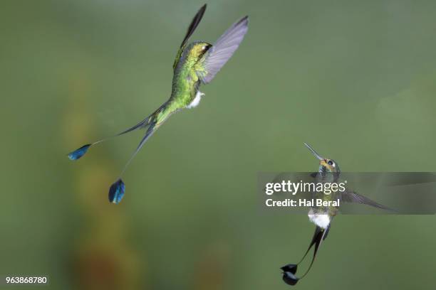 Boot Racket Tail Hummingbird 287 Booted Rackettail Stock Photos, High-Res Pictures, and Images ...