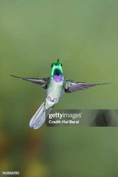 purple-bibbed whitetip hummingbird male flying - halbergman or hal bergman stockfoto's en -beelden