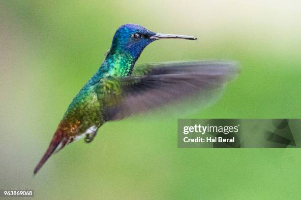 golden-tailed sapphire hummingbird male flying - halbergman or hal bergman stockfoto's en -beelden