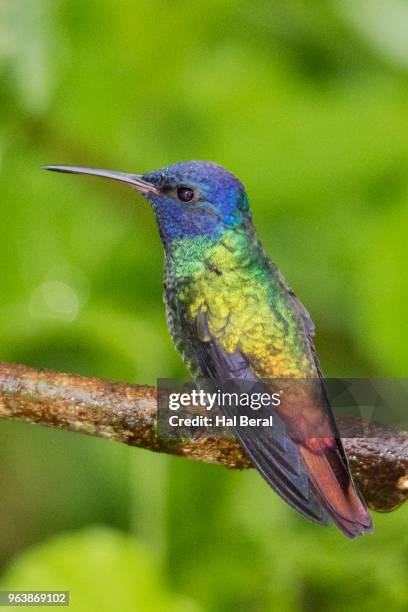 golden-tailed sapphire hummingbird male - halbergman or hal bergman stockfoto's en -beelden