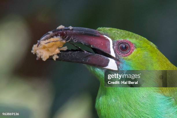 crimson-rumped toucanet eating close-up - toucan eating stock pictures, royalty-free photos & images