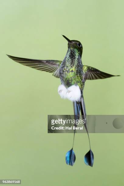 booted rackettail hummingbird male flying - halbergman or hal bergman stockfoto's en -beelden