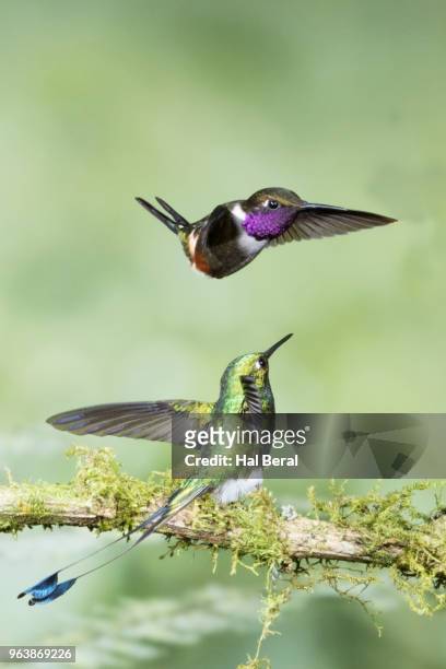 booted rackettail hummingbird male and flying purple-throated woodstar male - halbergman or hal bergman stockfoto's en -beelden
