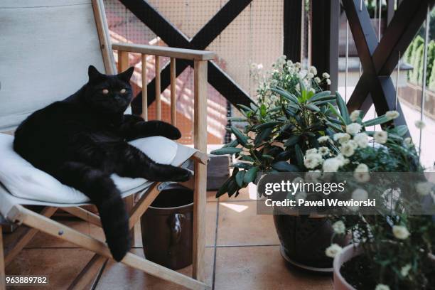 black, male cat resting on chair on balcony - black male feet fotografías e imágenes de stock