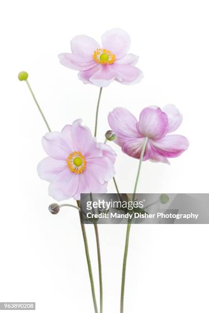 japanese anemone - anemone stock-fotos und bilder