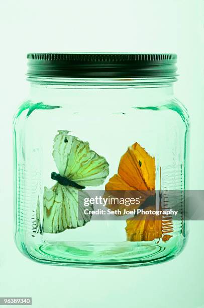 two butterflies in glass jar - chasing butterflies stock pictures, royalty-free photos & images